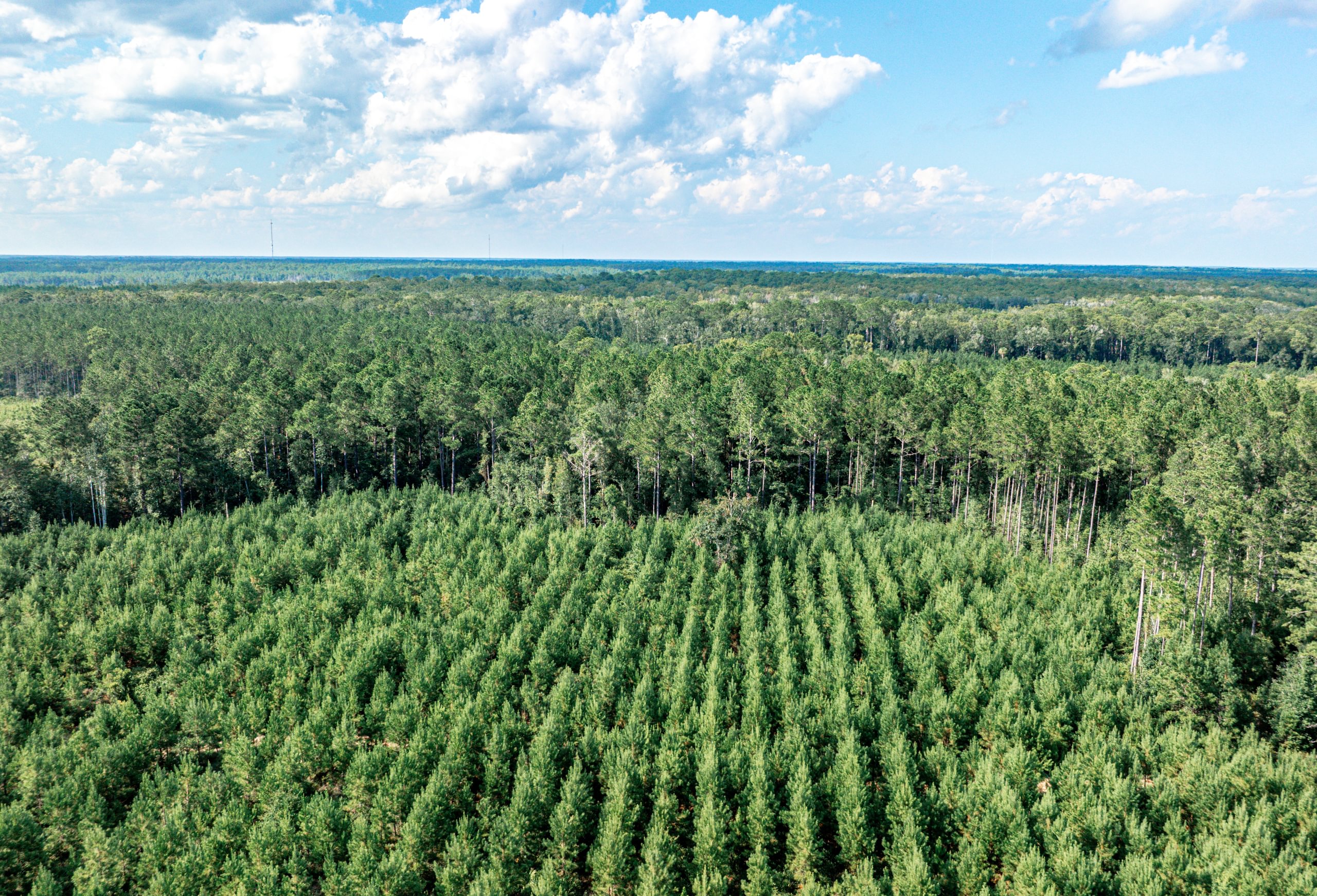 Aerial view of young pine plantation in planted rows bordered by mature pine timber on flat terrain under a partly cloudy sky
