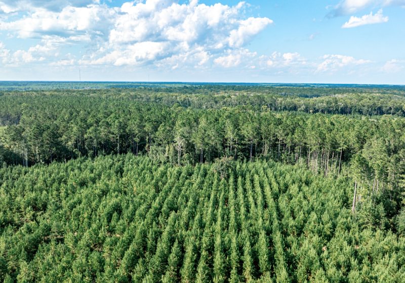 Aerial view of young pine plantation in planted rows bordered by mature pine timber on flat terrain under a partly cloudy sky
