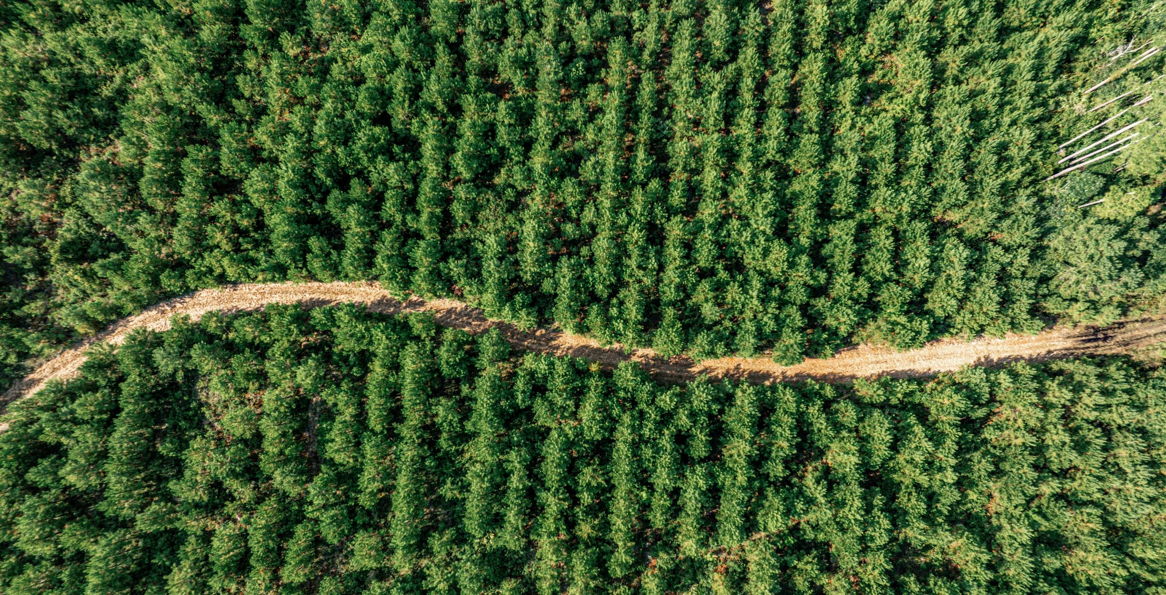Aerial view of a dense young pine plantation planted in rows, split by a winding dirt access road.