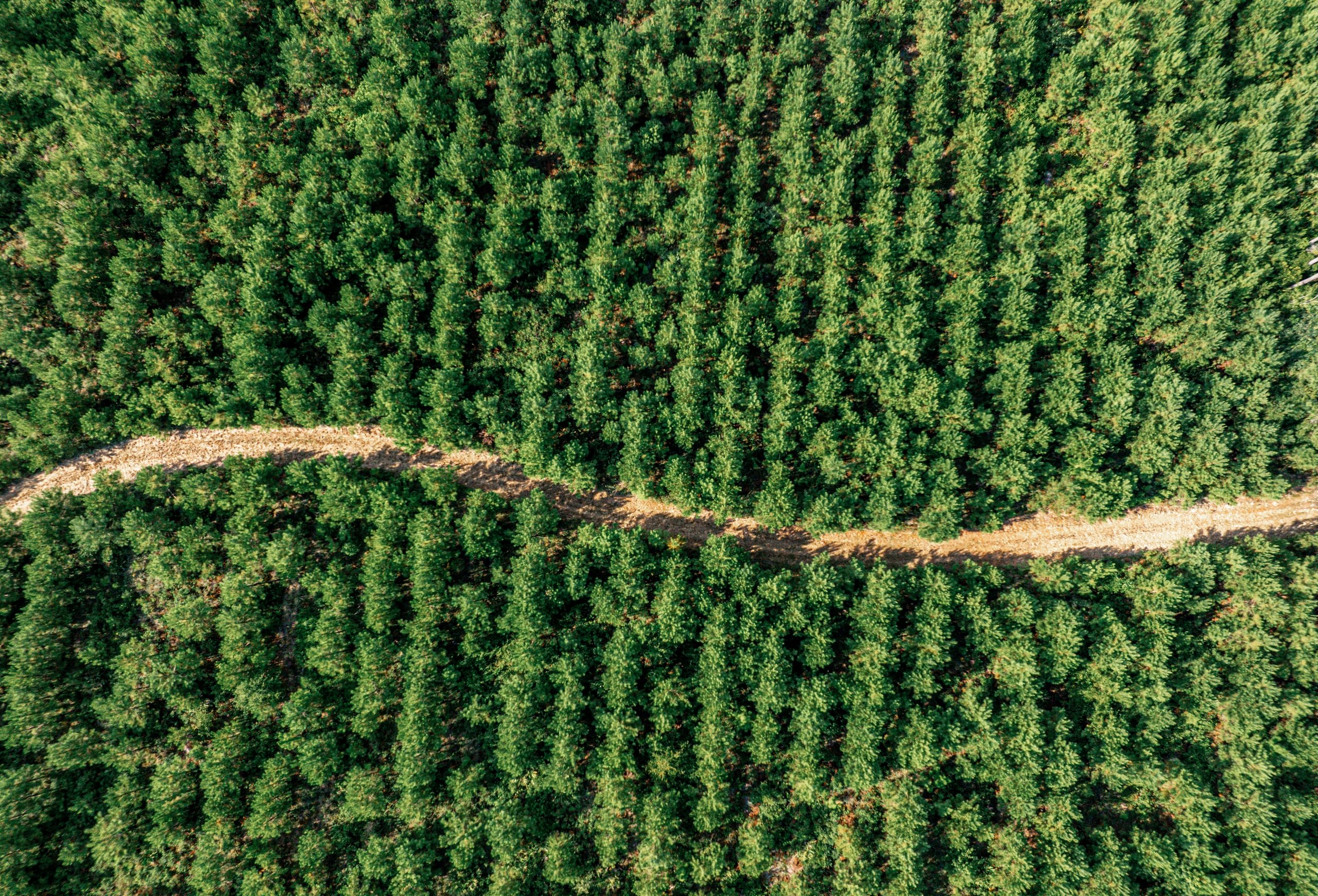Aerial view of a dense young pine plantation planted in rows, split by a winding dirt access road.