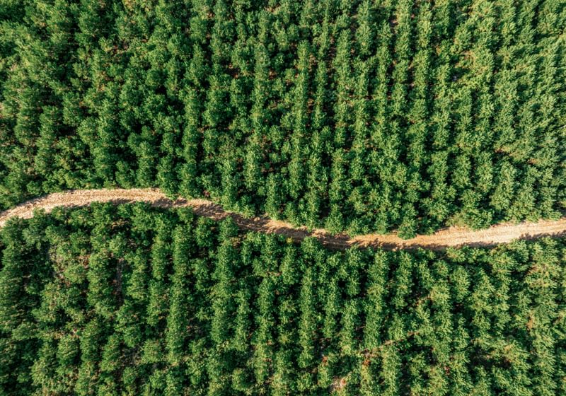 Aerial view of a dense young pine plantation planted in rows, split by a winding dirt access road.