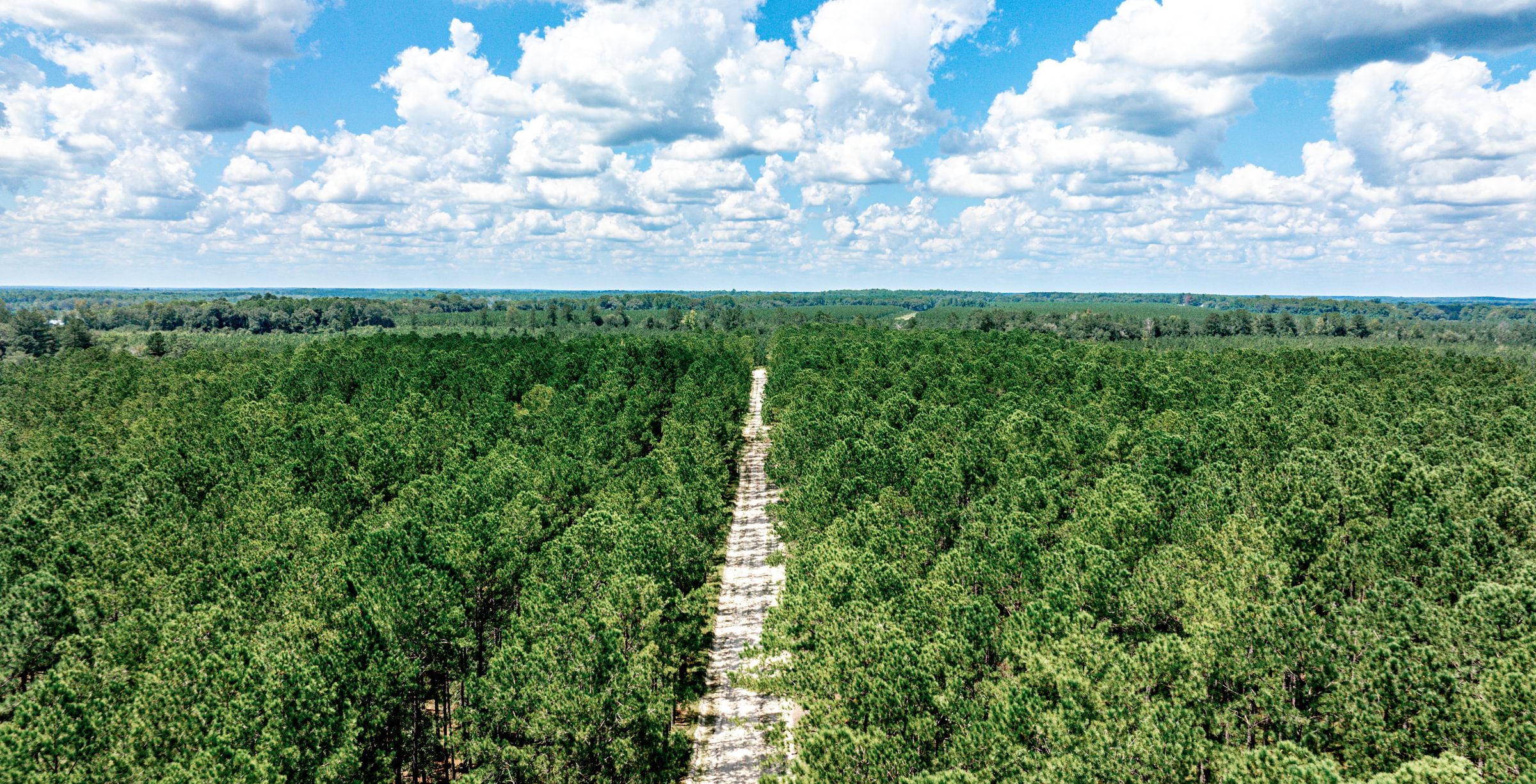 Aerial view of a dense pine plantation split by a straight sandy access road under a blue sky with puffy clouds, flat terrain beyond.