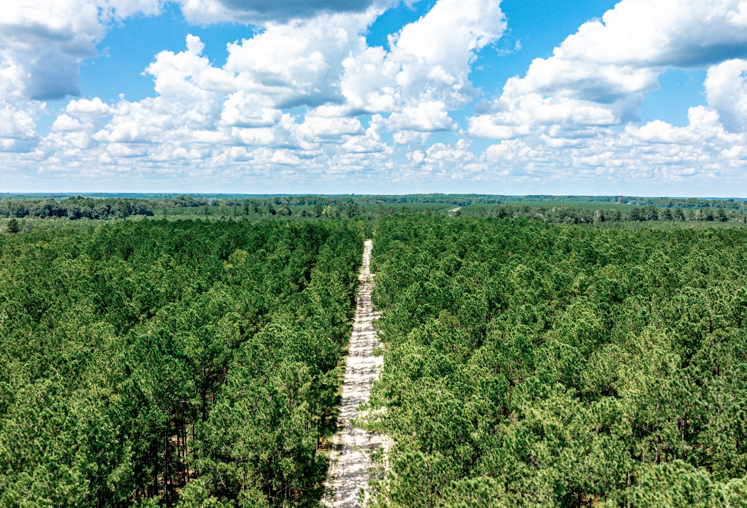 Aerial view of a dense pine plantation split by a straight sandy access road under a blue sky with puffy clouds, flat terrain beyond.