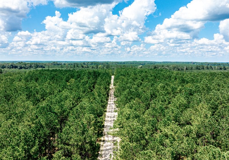 Aerial view of a dense pine plantation split by a straight sandy access road under a blue sky with puffy clouds, flat terrain beyond.