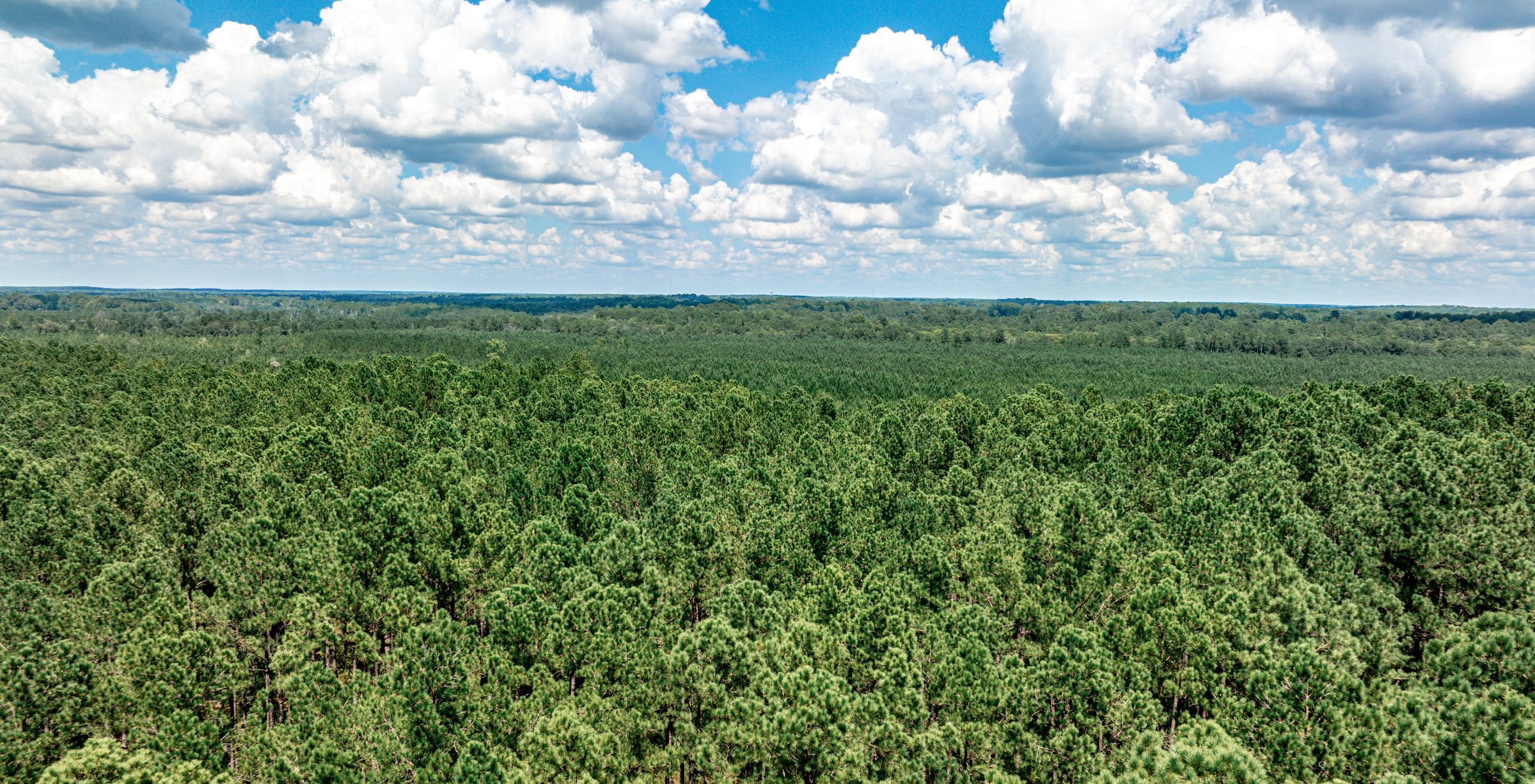 Aerial view of a vast, dense pine plantation stretching to the horizon on flat terrain under a blue sky with puffy clouds.