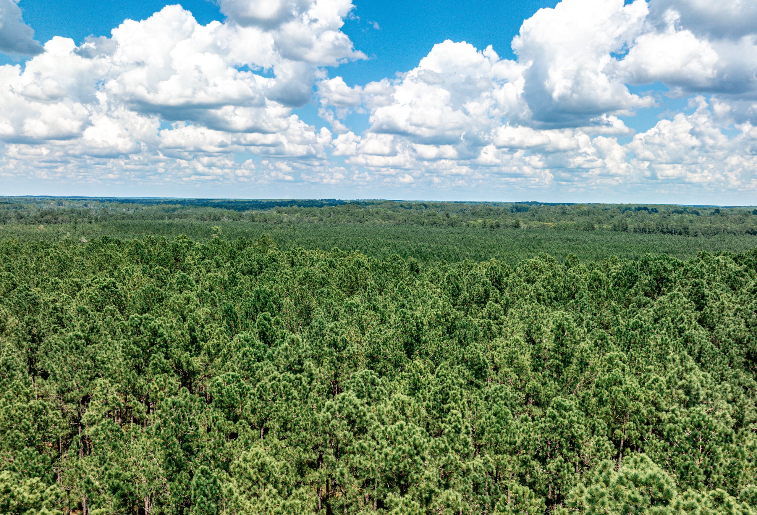 Aerial view of a vast, dense pine plantation stretching to the horizon on flat terrain under a blue sky with puffy clouds.