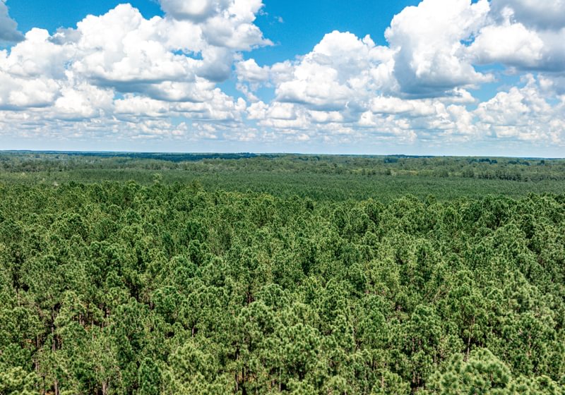 Aerial view of a vast, dense pine plantation stretching to the horizon on flat terrain under a blue sky with puffy clouds.