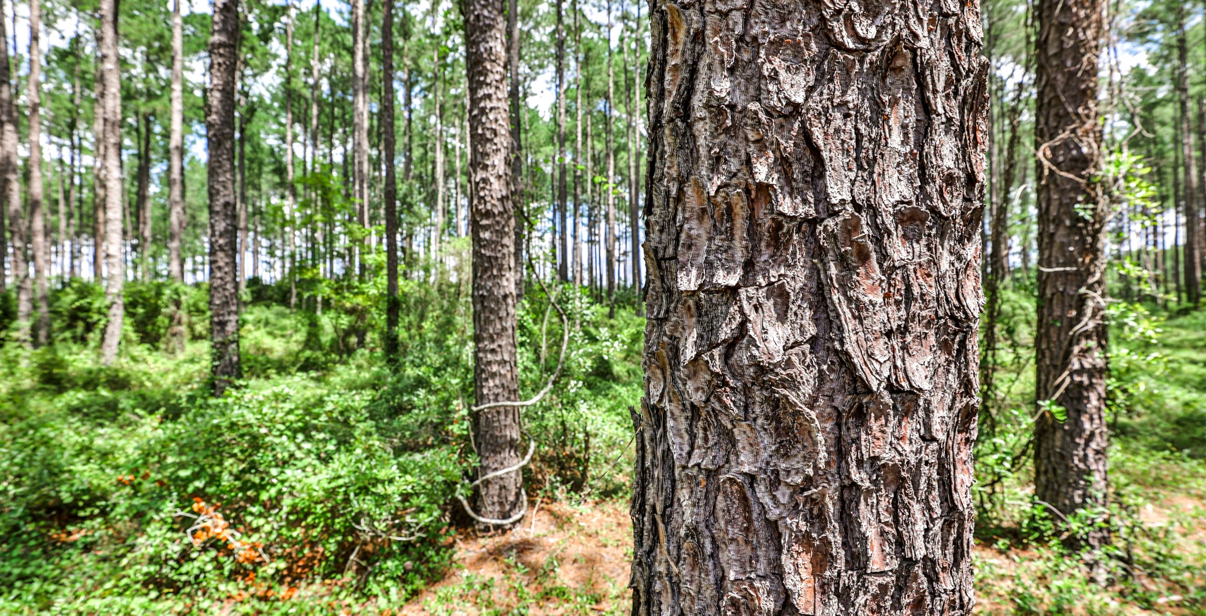 Close-up of plated pine bark in a mature pine stand with tall straight trunks and green understory on a sunny summer day.