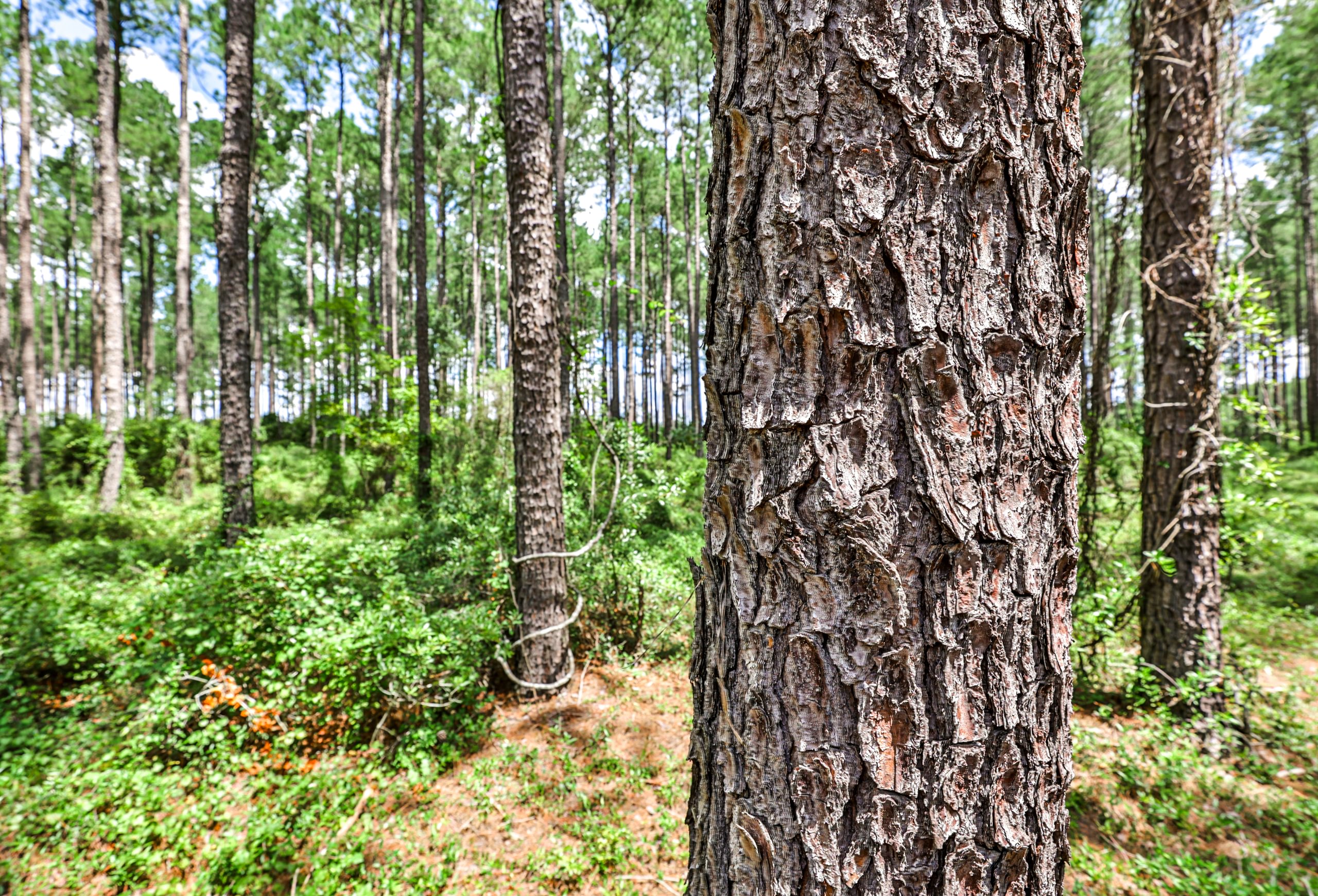 Close-up of plated pine bark in a mature pine stand with tall straight trunks and green understory on a sunny summer day.