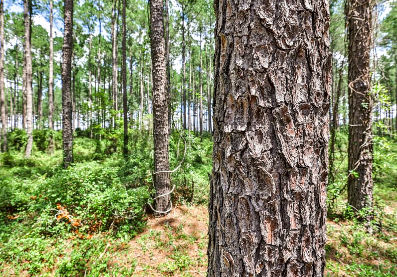 Close-up of plated pine bark in a mature pine stand with tall straight trunks and green understory on a sunny summer day.