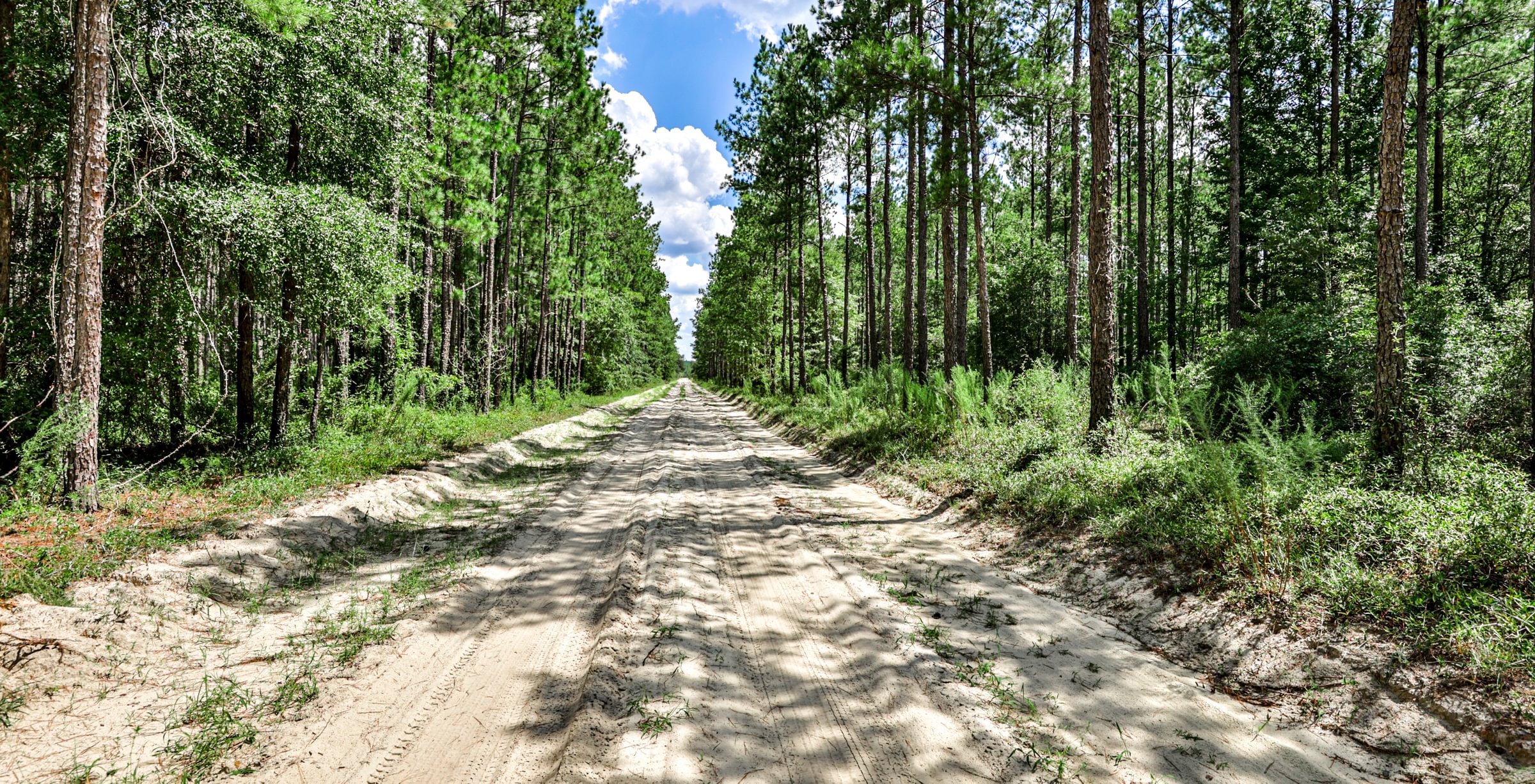 Straight sandy road running between tall stands of planted pine with green understory under a blue summer sky.