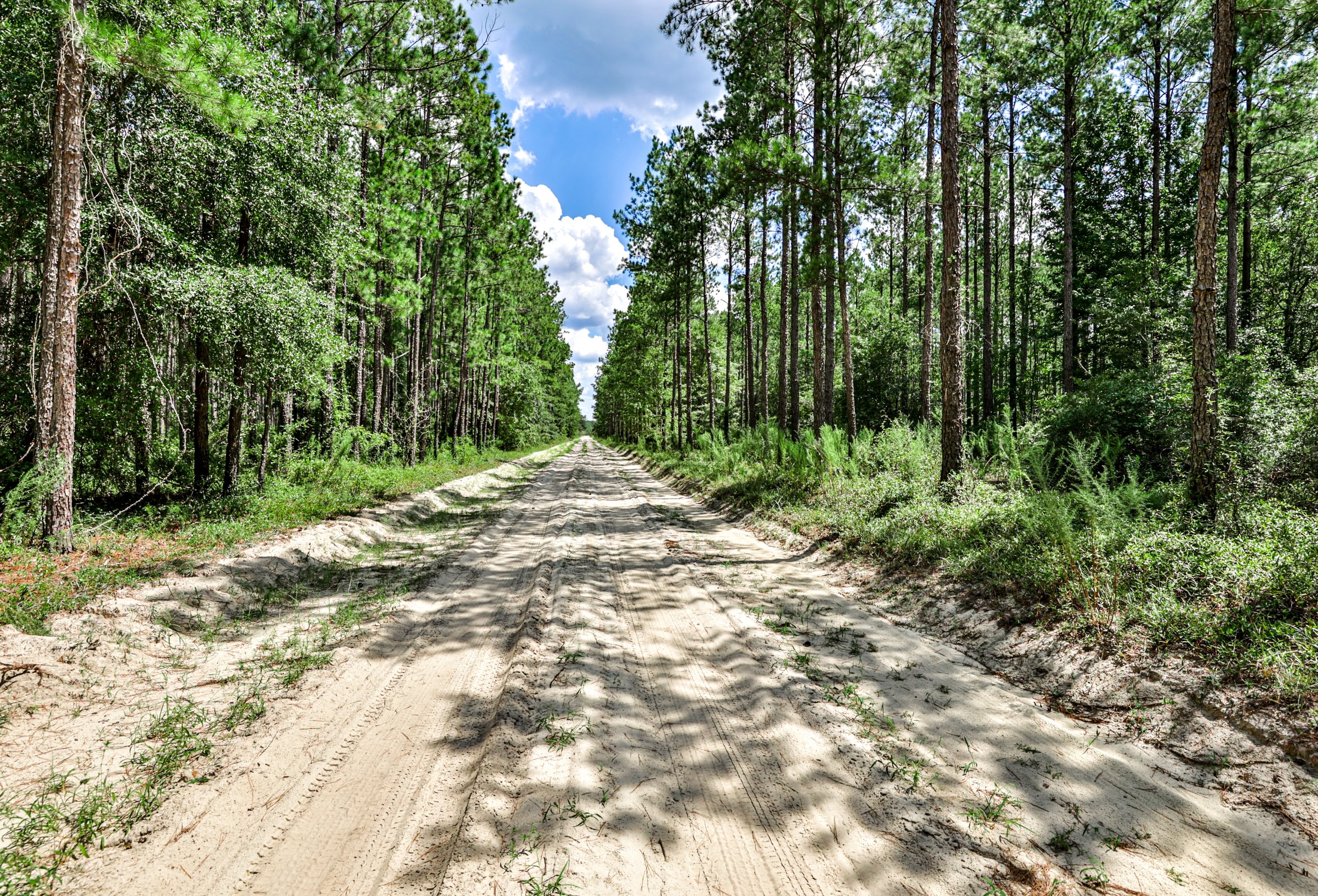 Straight sandy road running between tall stands of planted pine with green understory under a blue summer sky.