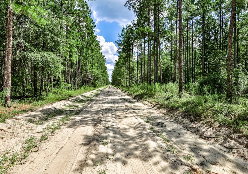 Straight sandy road running between tall stands of planted pine with green understory under a blue summer sky.