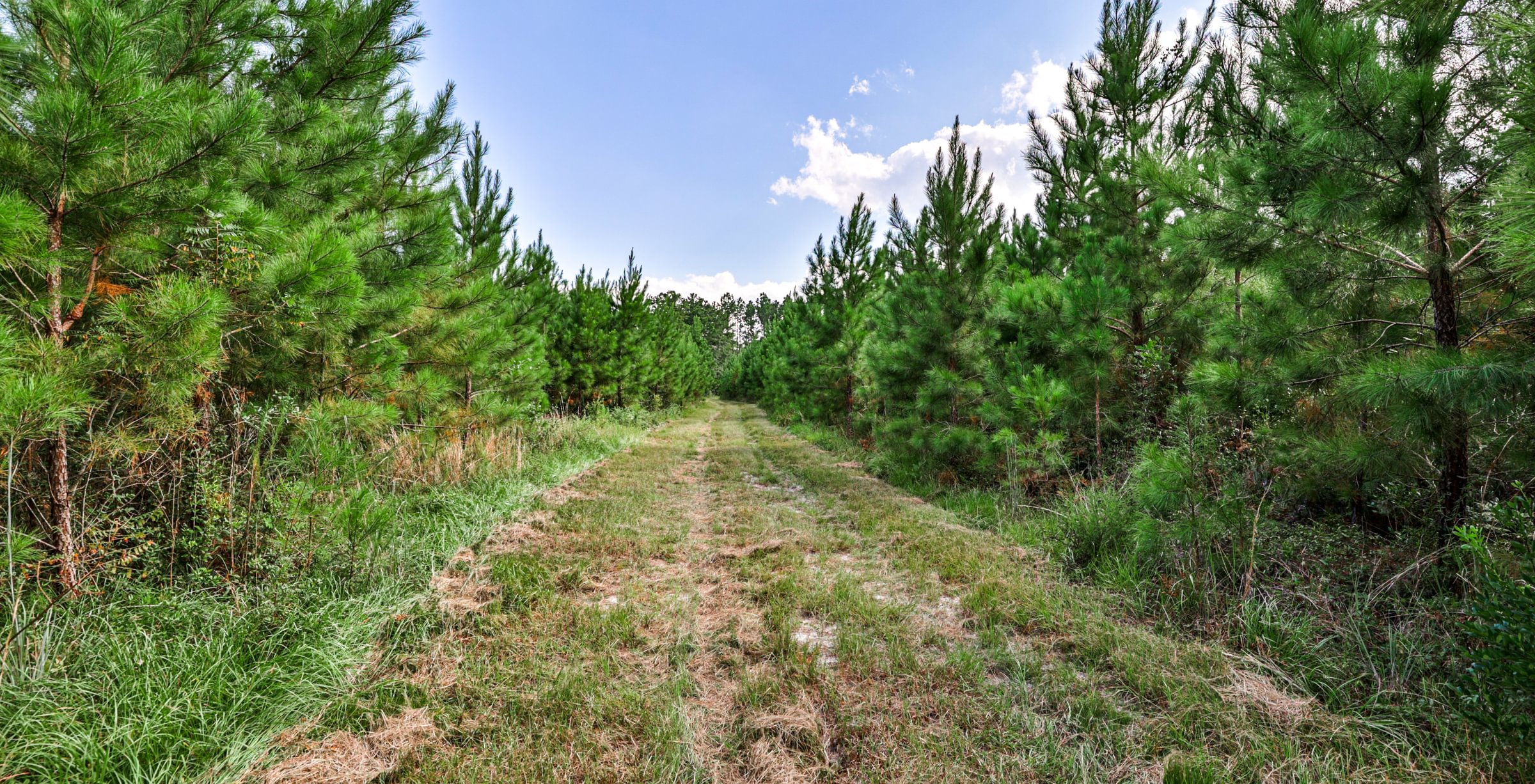 Grassy woods road with tire tracks running between dense stands of young planted pine under a blue summer sky.