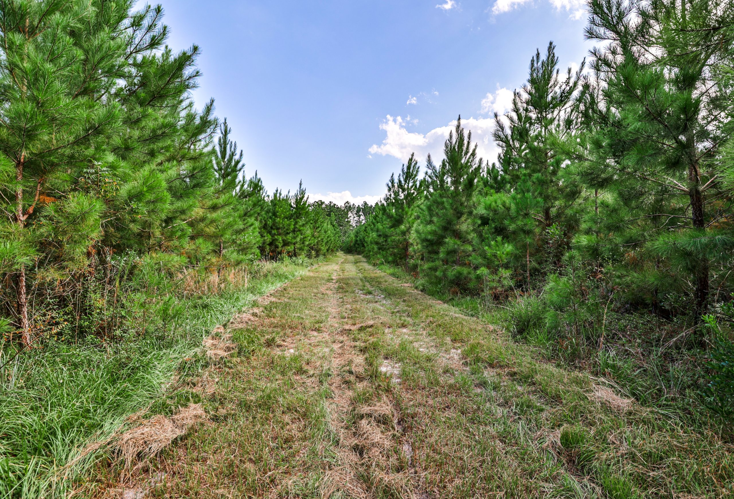 Grassy woods road with tire tracks running between dense stands of young planted pine under a blue summer sky.