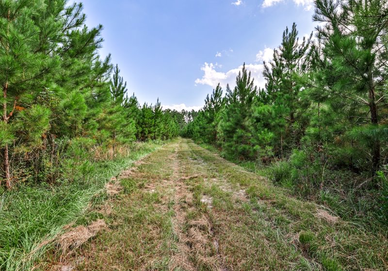 Grassy woods road with tire tracks running between dense stands of young planted pine under a blue summer sky.
