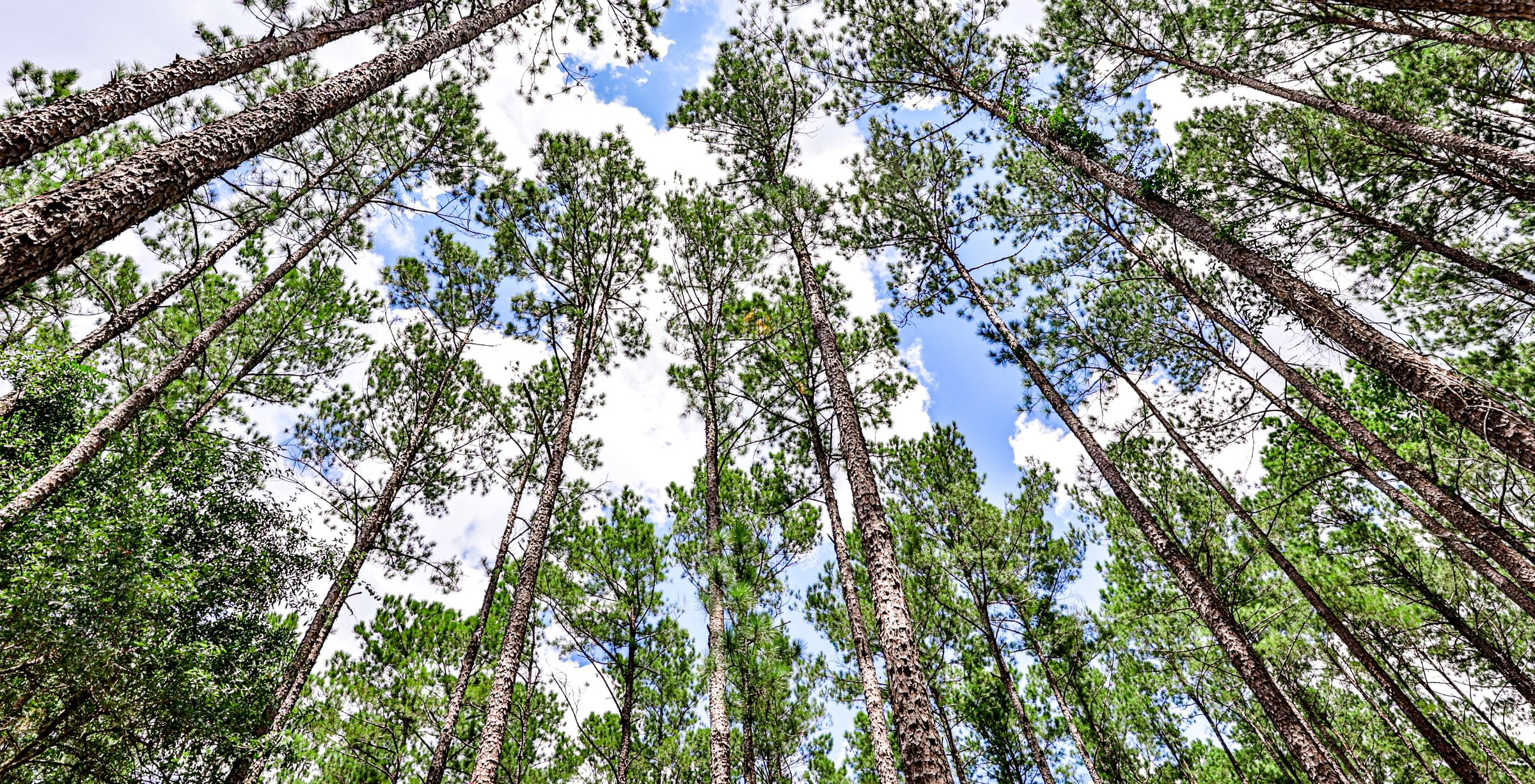 Looking up at a dense stand of tall, straight pine trees reaching toward a blue sky with white clouds on Project Viper land
