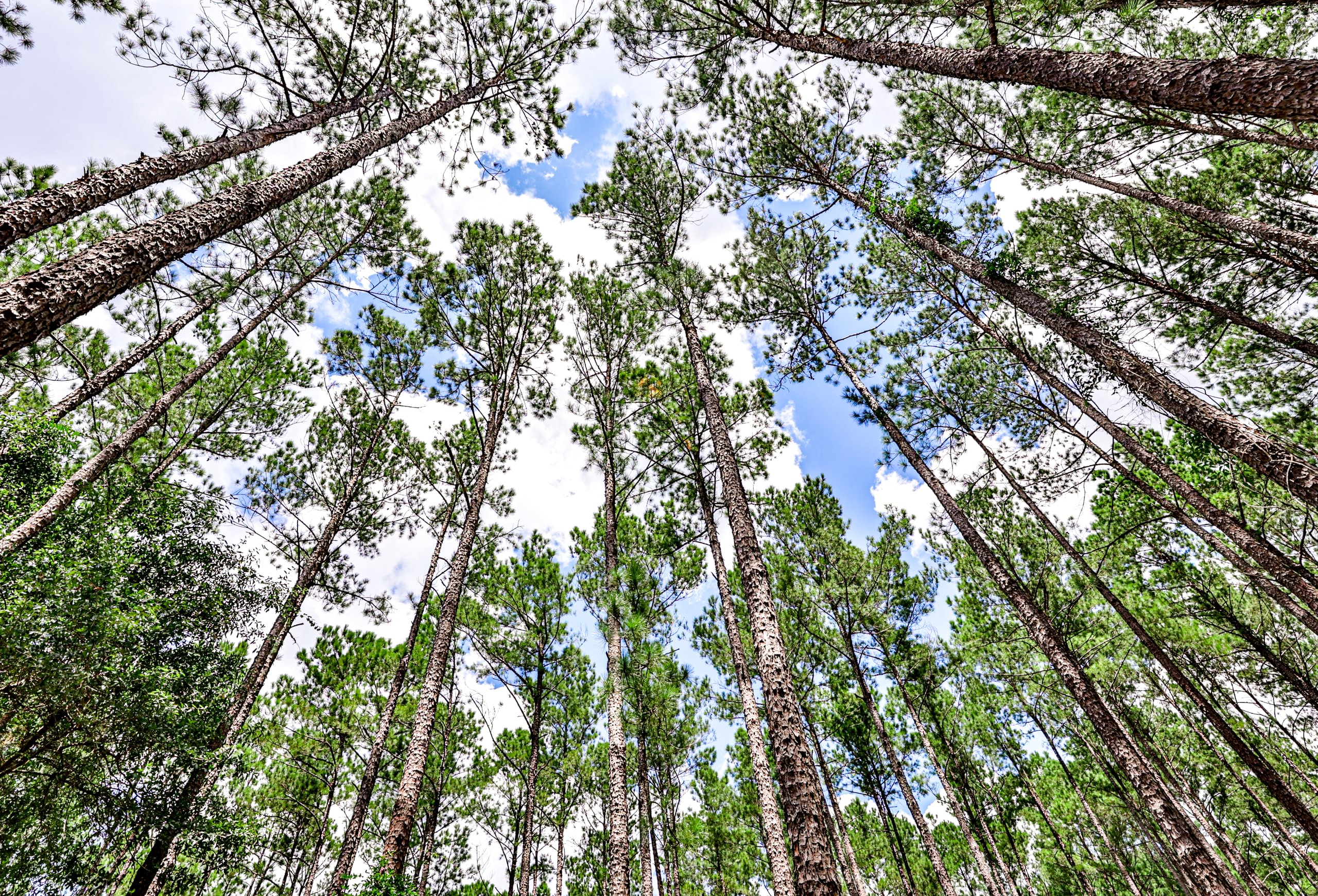 Looking up at a dense stand of tall, straight pine trees reaching toward a blue sky with white clouds on Project Viper land