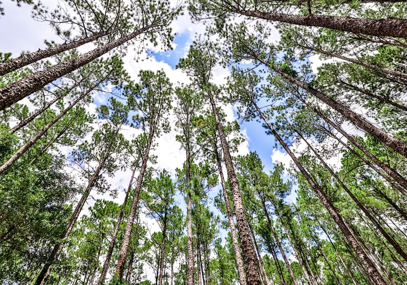 Looking up at a dense stand of tall, straight pine trees reaching toward a blue sky with white clouds on Project Viper land
