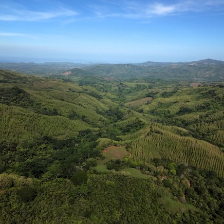 Nicoya Legacy Forest