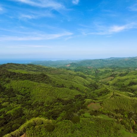 Nicoya Legacy Forest