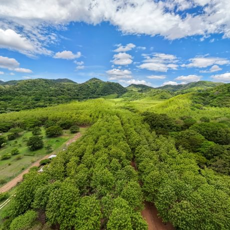Nicoya Legacy Forest