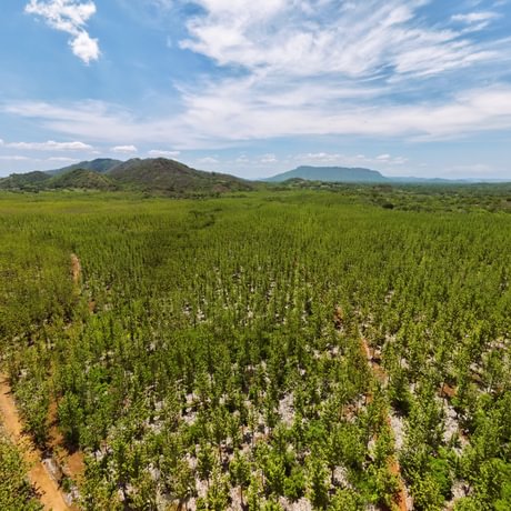 Nicoya Legacy Forest
