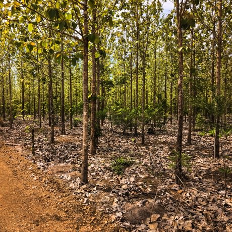 Nicoya Legacy Forest
