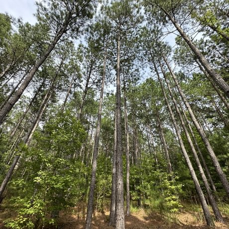 SOLD-Upstate Timberlands