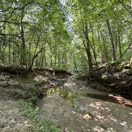 SOLD-Upstate Timberlands