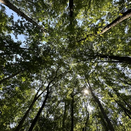 SOLD-Upstate Timberlands