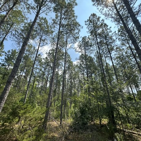 SOLD-Upstate Timberlands