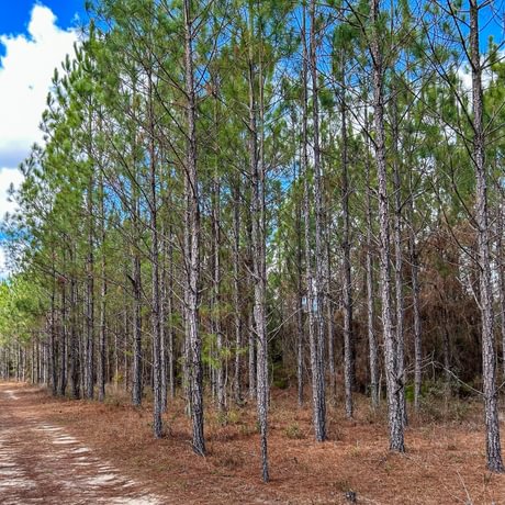 Lake Talquin Timberlands