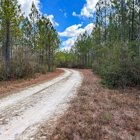 Lake Talquin Timberlands