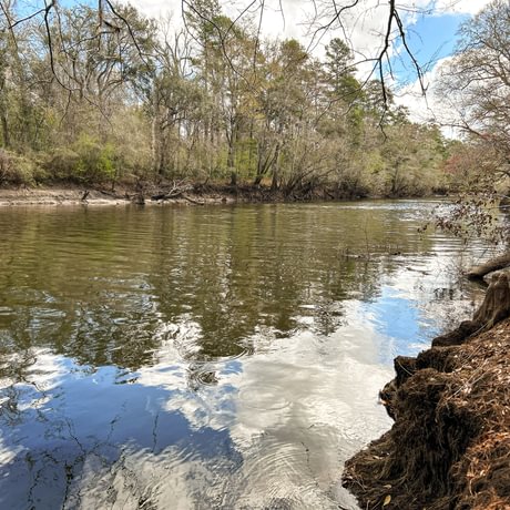 Lake Talquin Timberlands
