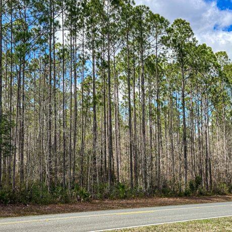 Lake Talquin Timberlands