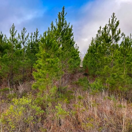 Lake Talquin Timberlands