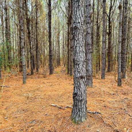 Lake Talquin Timberlands