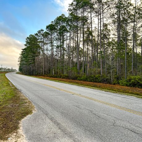 Lake Talquin Timberlands