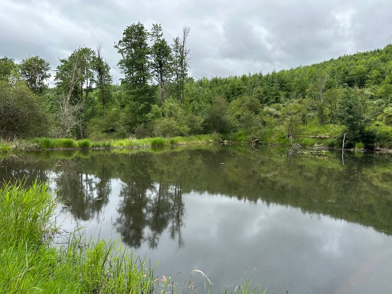 Photo 4 of Barker 66, 65.71 acres, Columbia County, Oregon