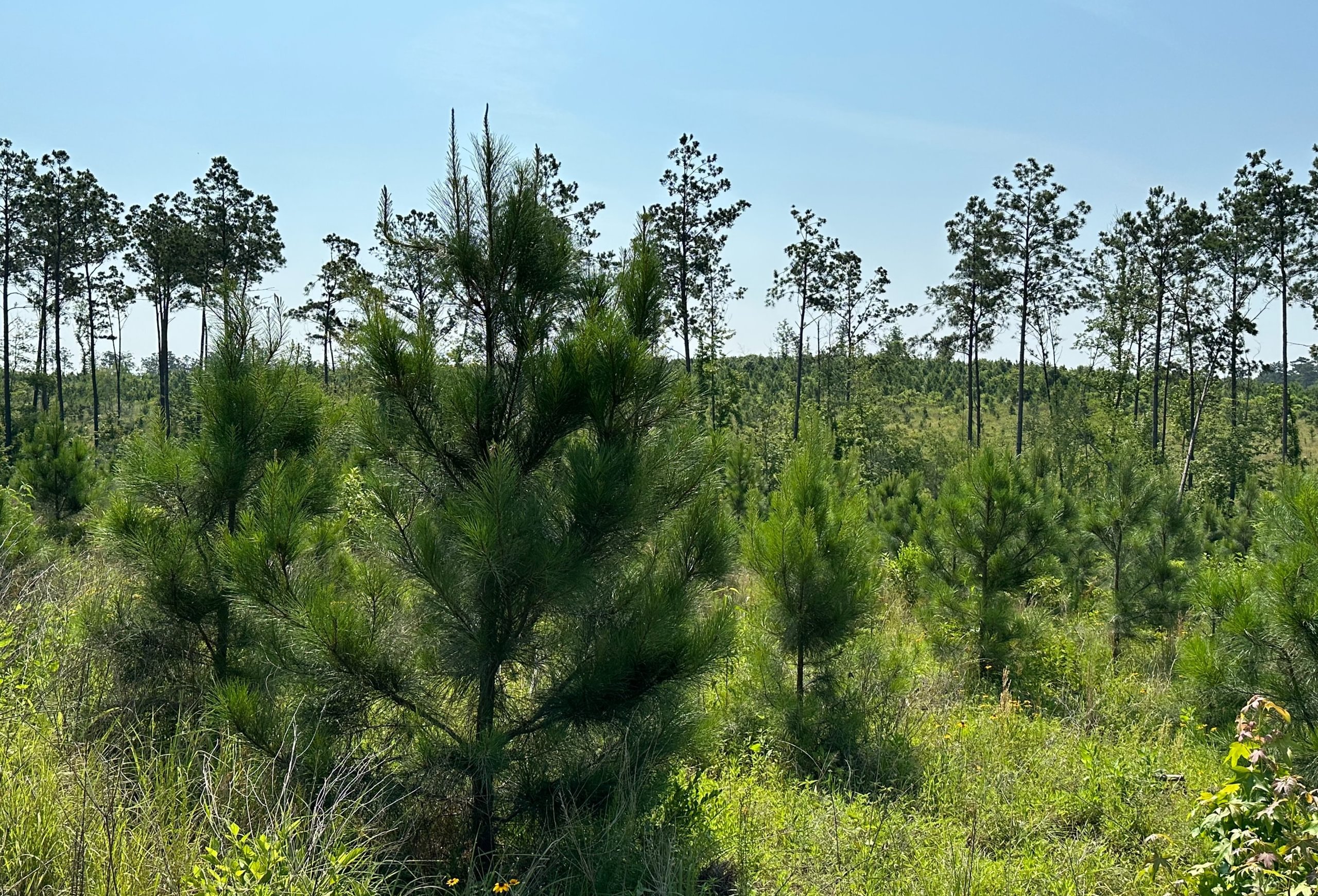 Photo 3 of L Jordan, 574 acres, Cherokee County, Texas