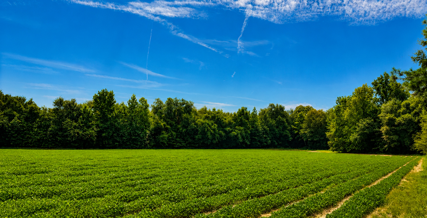 402 Pnut Field