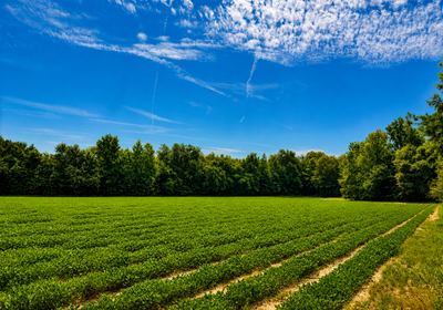 402 Pnut Field