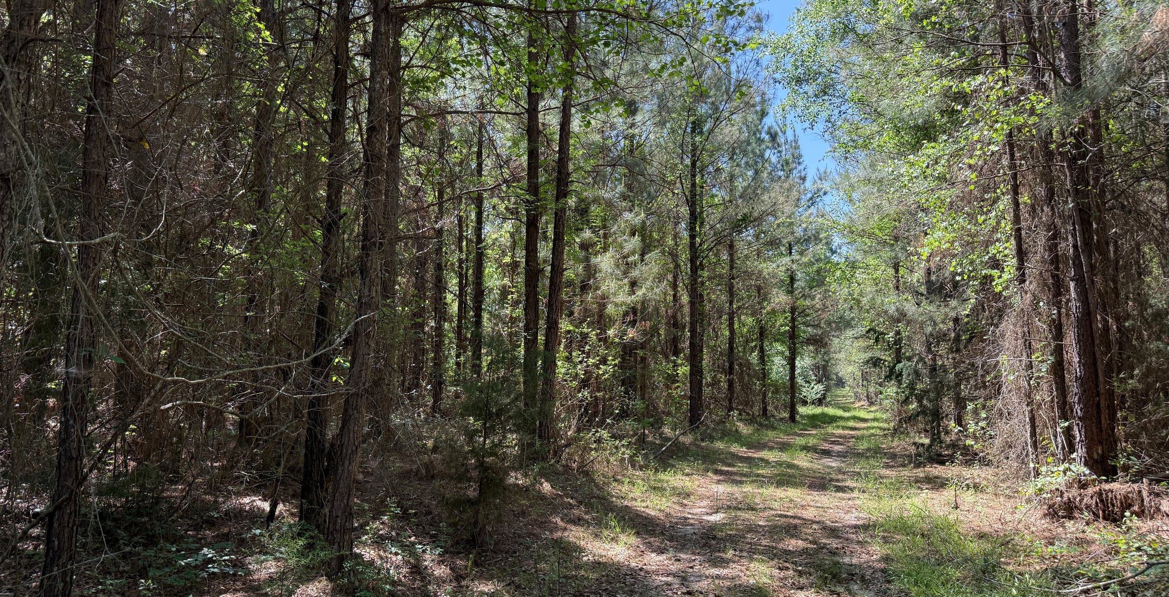 Photo 8 of Jordan Lane, 268 acres, Early County, Georgia