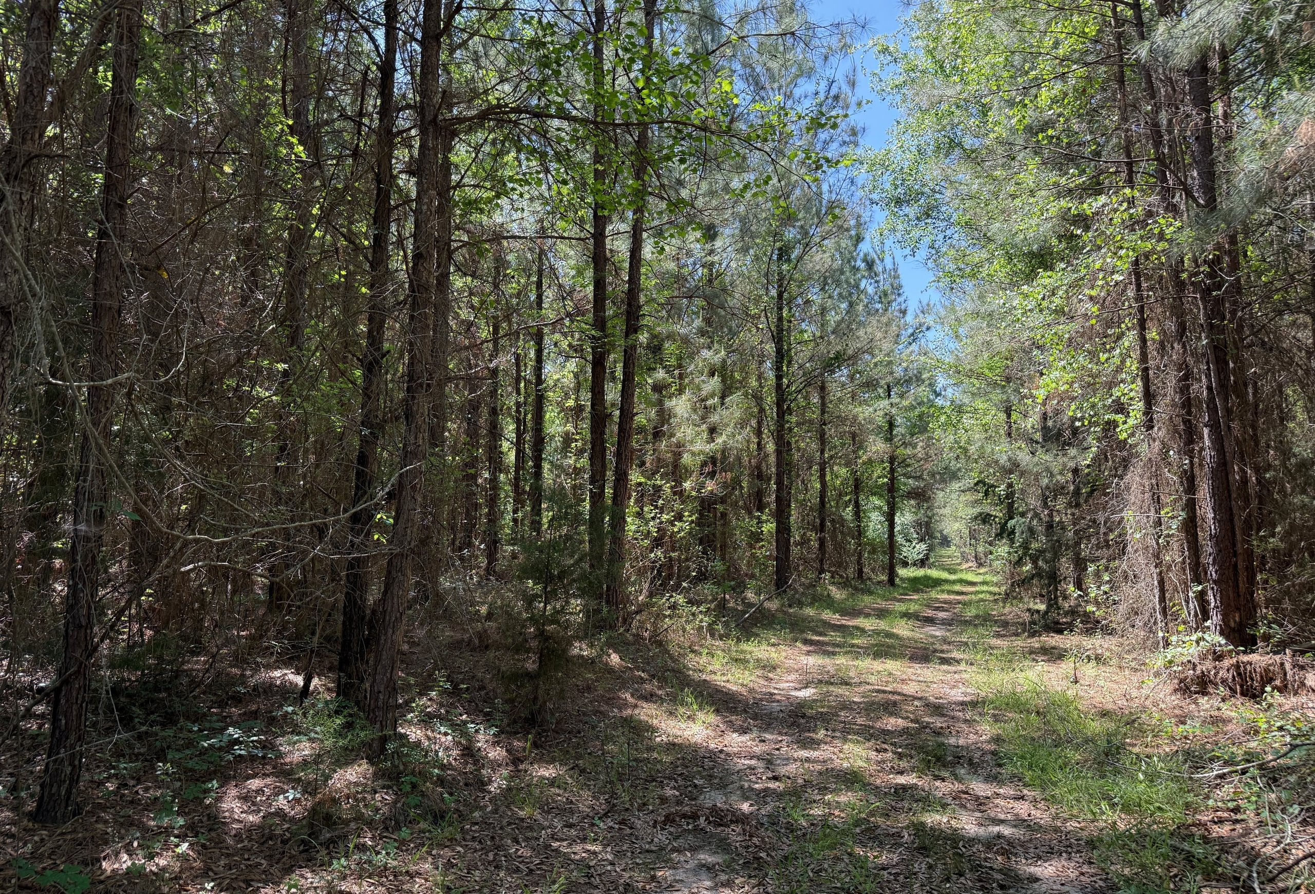 Photo 8 of Jordan Lane, 268 acres, Early County, Georgia