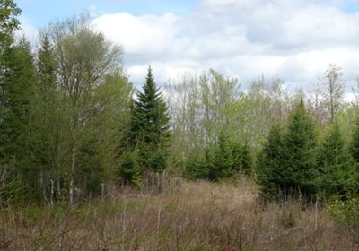 406 Linneus16720ac20web I