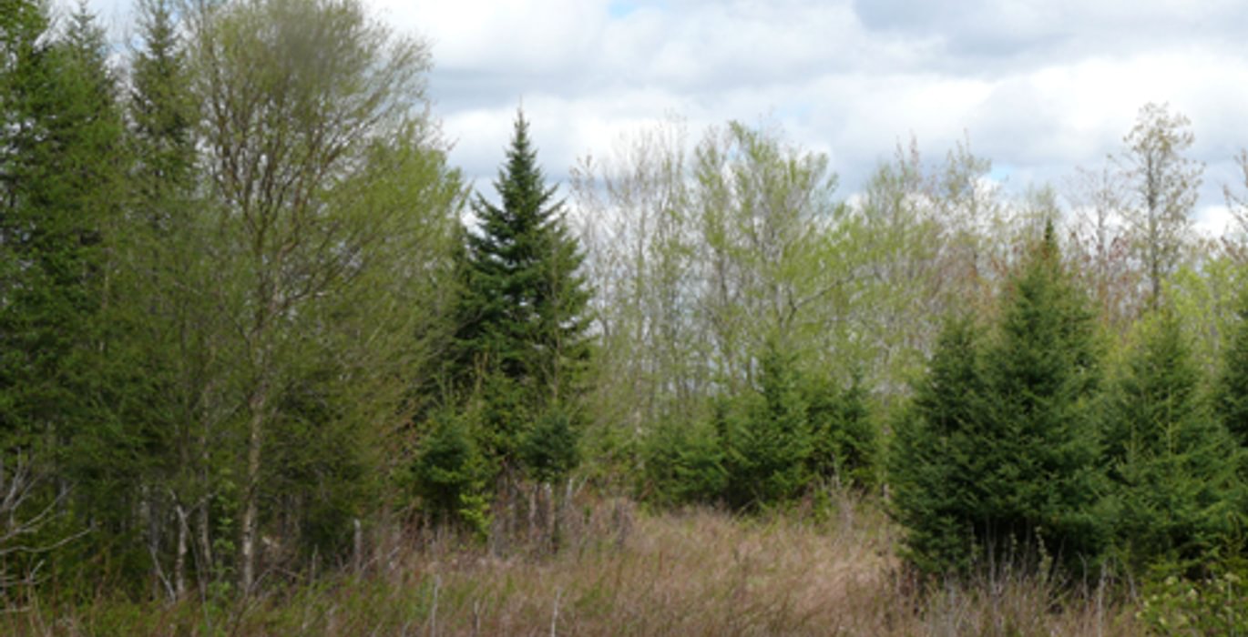 406 Linneus16720ac20web I