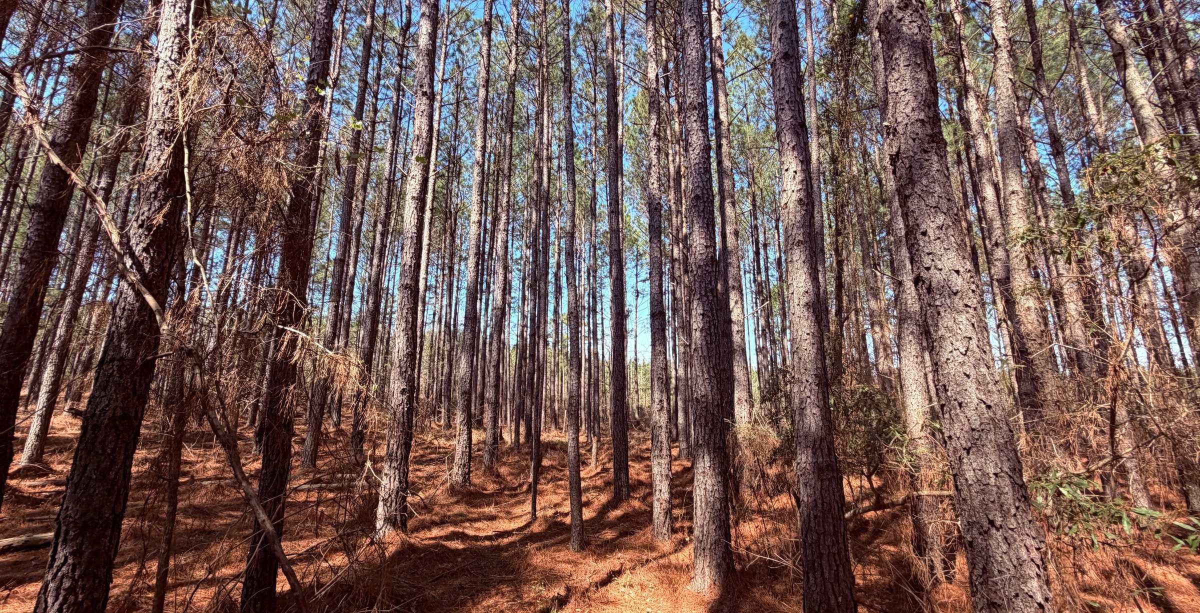 Photo 5 of Fort Creek Timberlands, 221 acres, Hancock County, Georgia