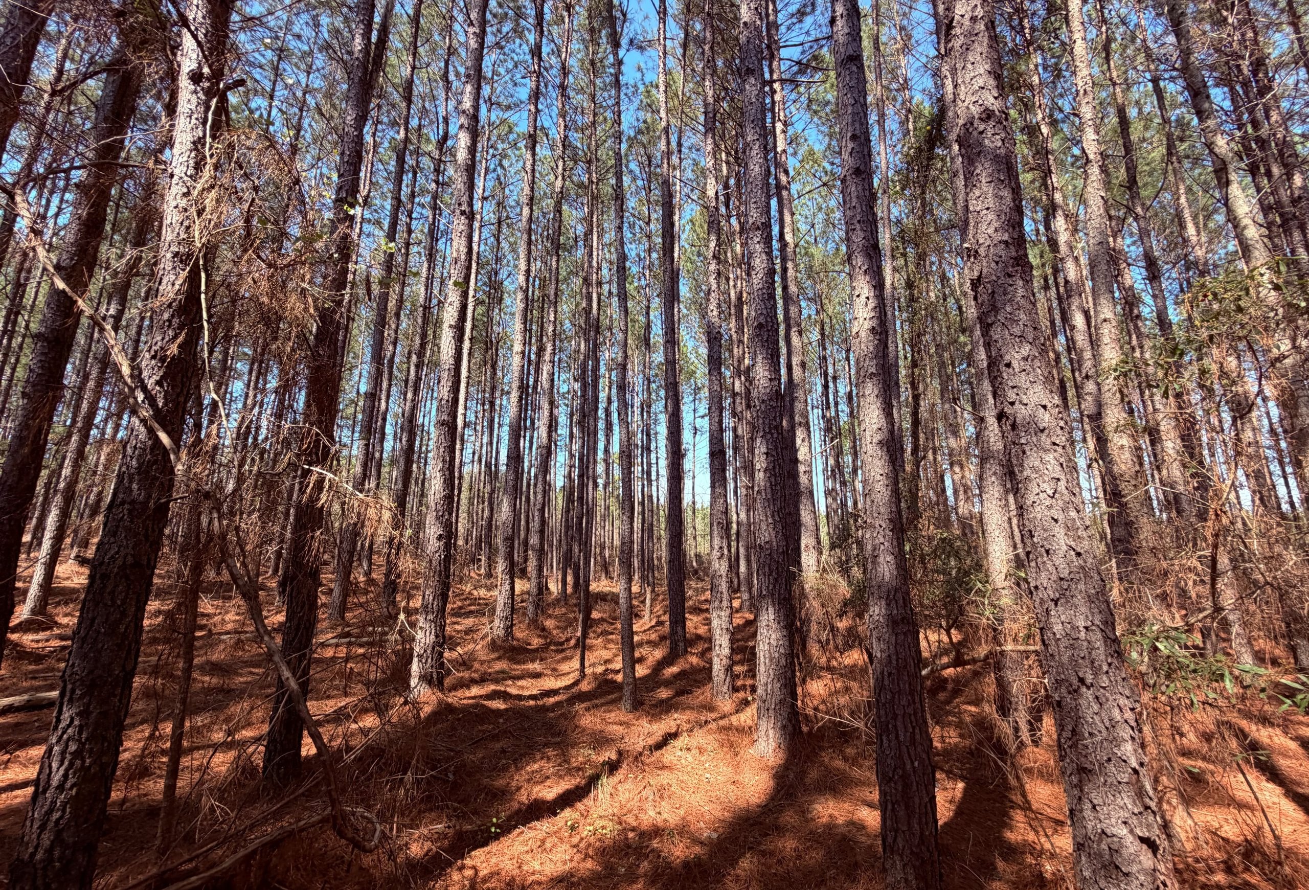 Photo 5 of Fort Creek Timberlands, 221 acres, Hancock County, Georgia