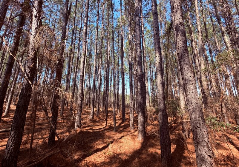 Photo 5 of Fort Creek Timberlands, 221 acres, Hancock County, Georgia